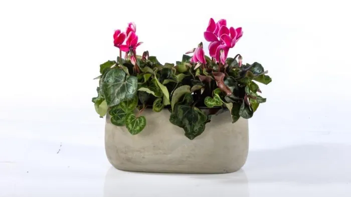 מארז זוג רקפות בכלי אובלי