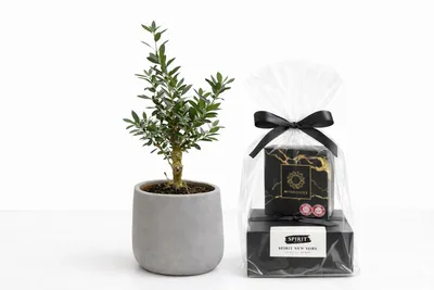 מארז עץ זית ננסי בכלי בטון עם נר יוקרתי ופרלינים