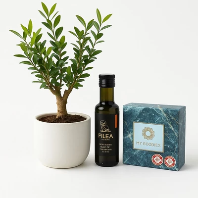 מארז עציץ זית ננסי עם שמן זית ופרלינים